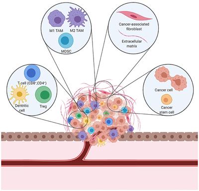 Frontiers | Therapy-Induced Modulation Of The Tumor Microenvironment ...